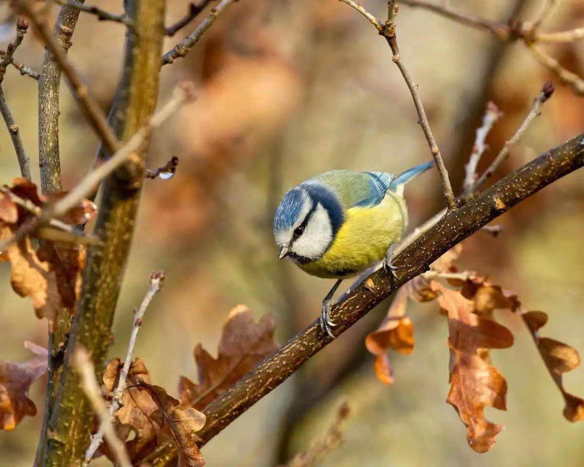 oisillon mésange