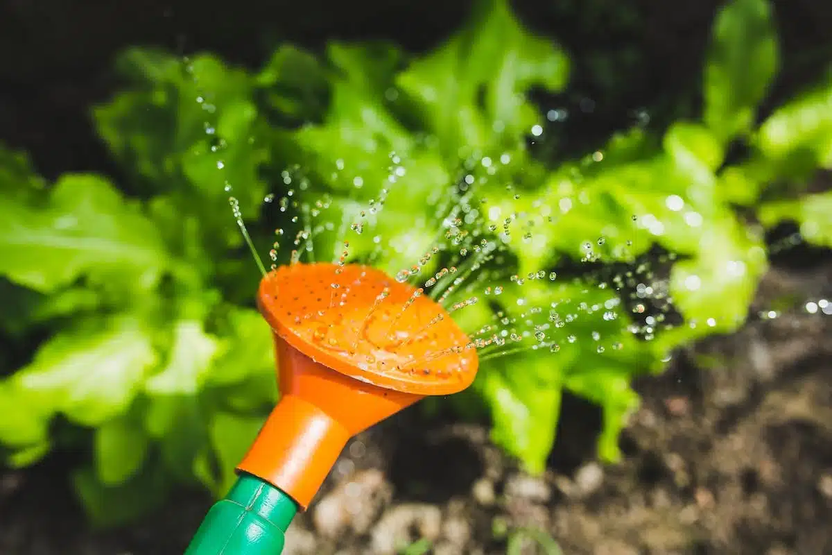 salades  jardinage