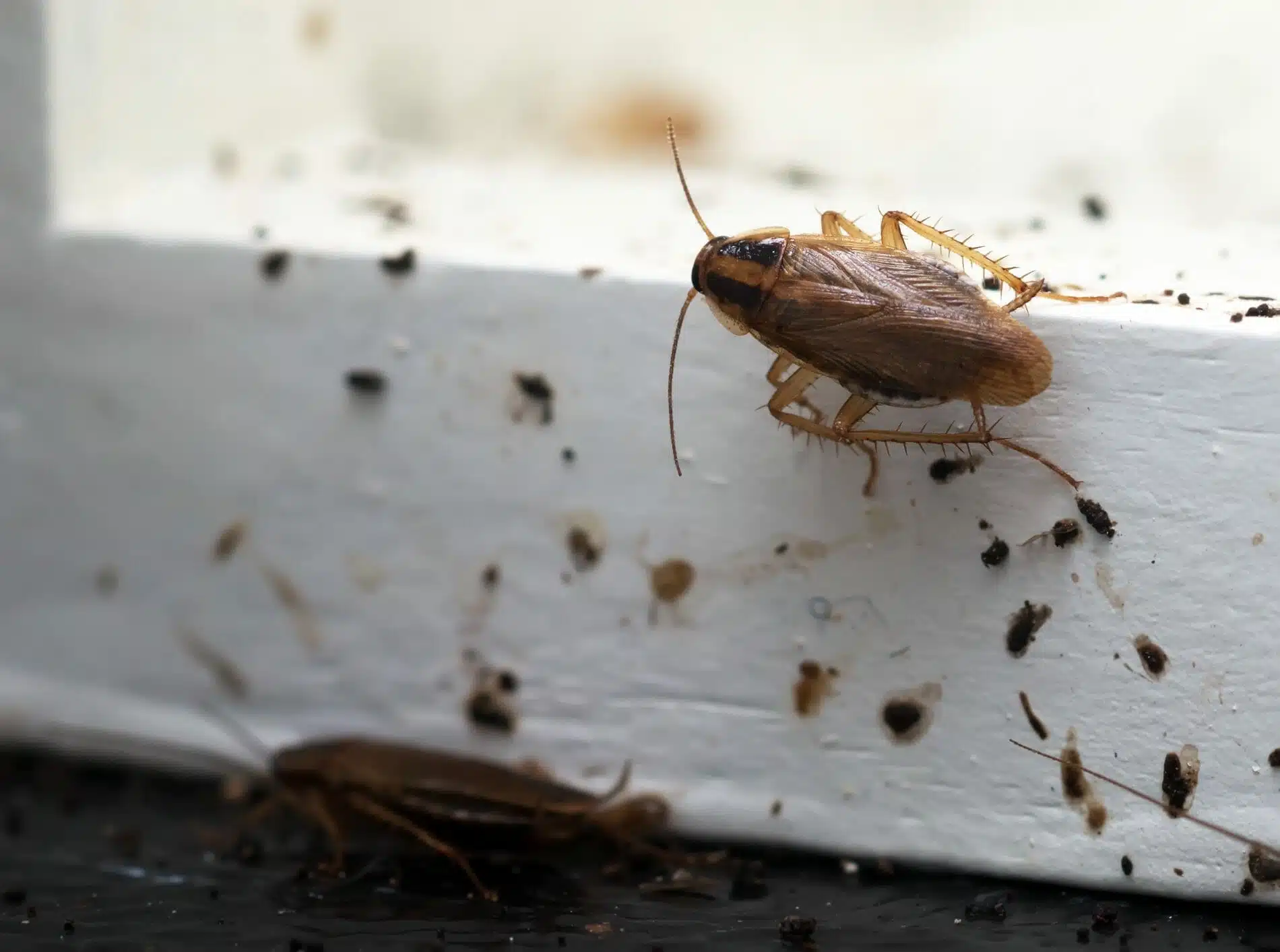 Comment se débarrasser des cafards dans votre lit astuces et prévention des infestations