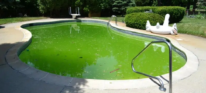 Élimination algue piscine nos experts vous guident