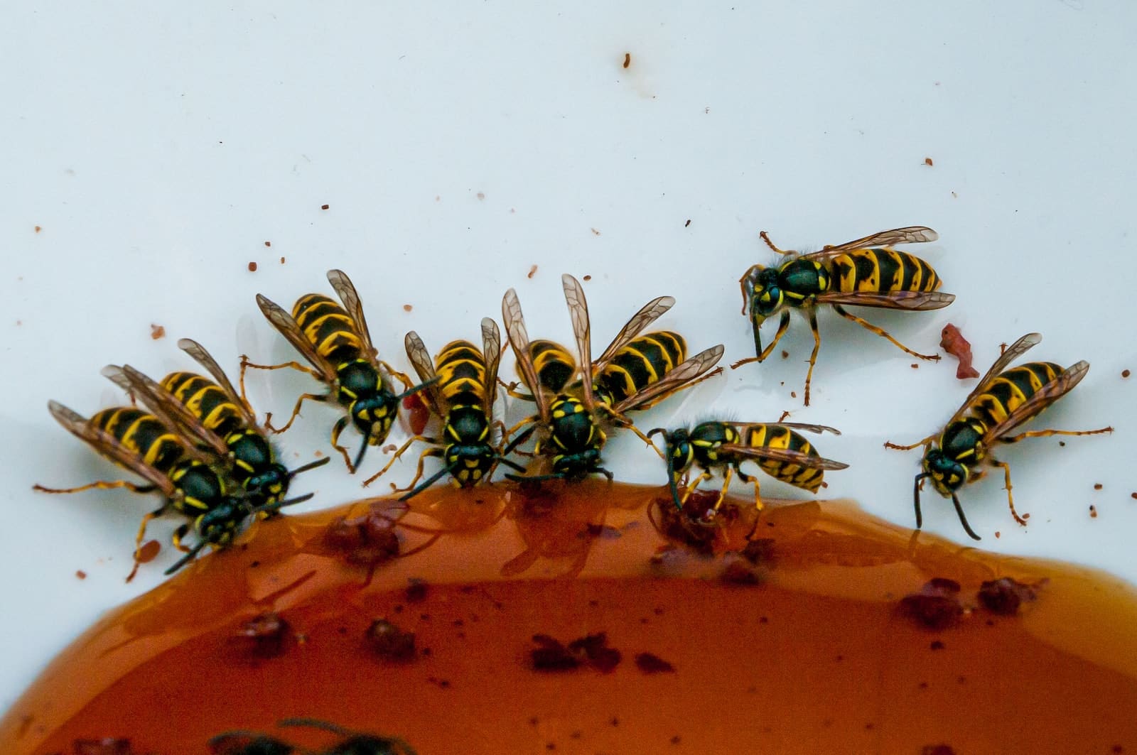 yellow wasps
