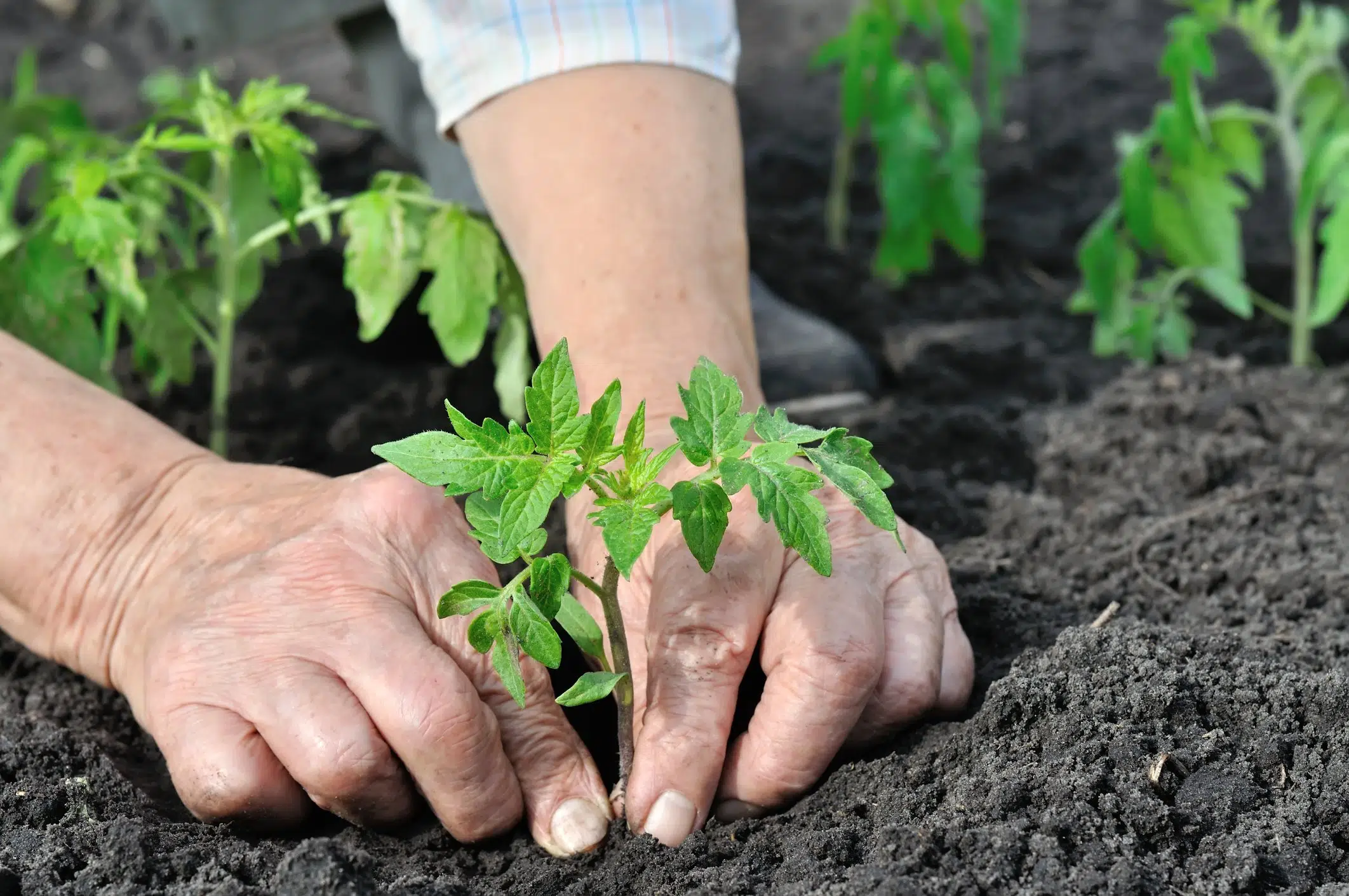 planter 2021